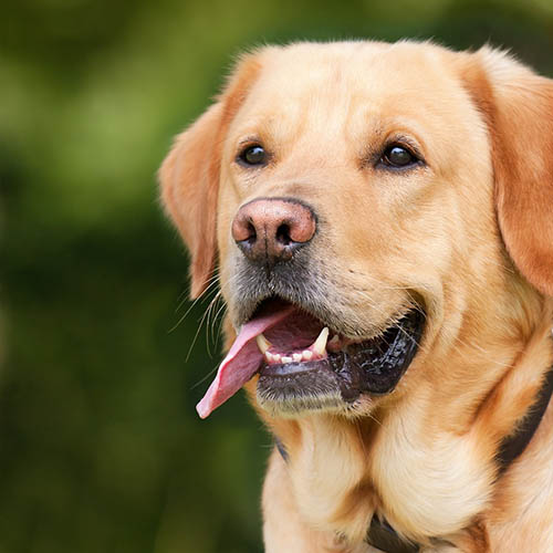 un chiot soin pharmacie des Tilleuls