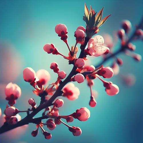 Gemmothérapie herboristerie Eaubonne